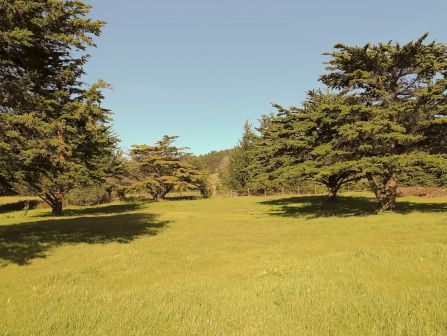 A sunny grassy field lined with tall green trees, stretching into the distance under a clear blue sky.
