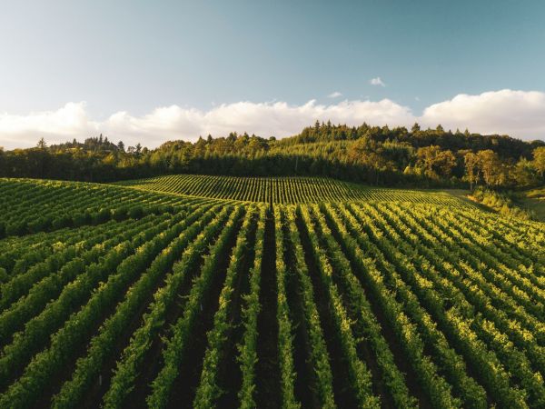 Vast vineyard rows stretch across rolling hills under a clear sky, vanishing toward the horizon with a distant treeline and gentle sunlight.