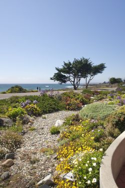 A coastal garden blooms with colorful flowers as the ocean and a road stretch beyond, with seagulls flying overhead.