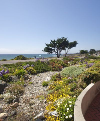 A coastal garden blooms with colorful flowers as the ocean and a road stretch beyond, with seagulls flying overhead.