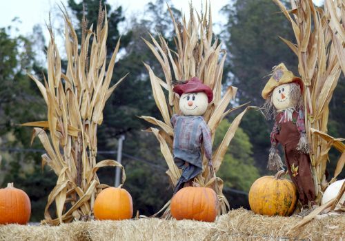 A fall display of scarecrow dolls made of straw and pumpkins, arranged among corn stalks and hay.