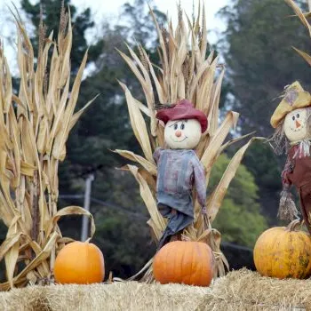 A fall display of scarecrow dolls made of straw and pumpkins, arranged among corn stalks and hay.