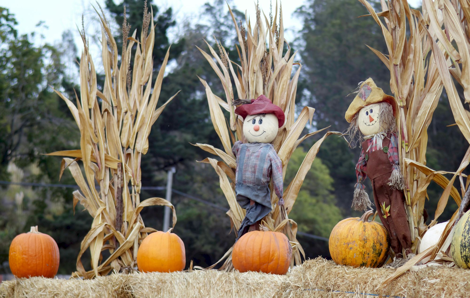 Two cheerful scarecrows stand among tall corn stalks and pumpkins on a hay bale, with a forested background.
